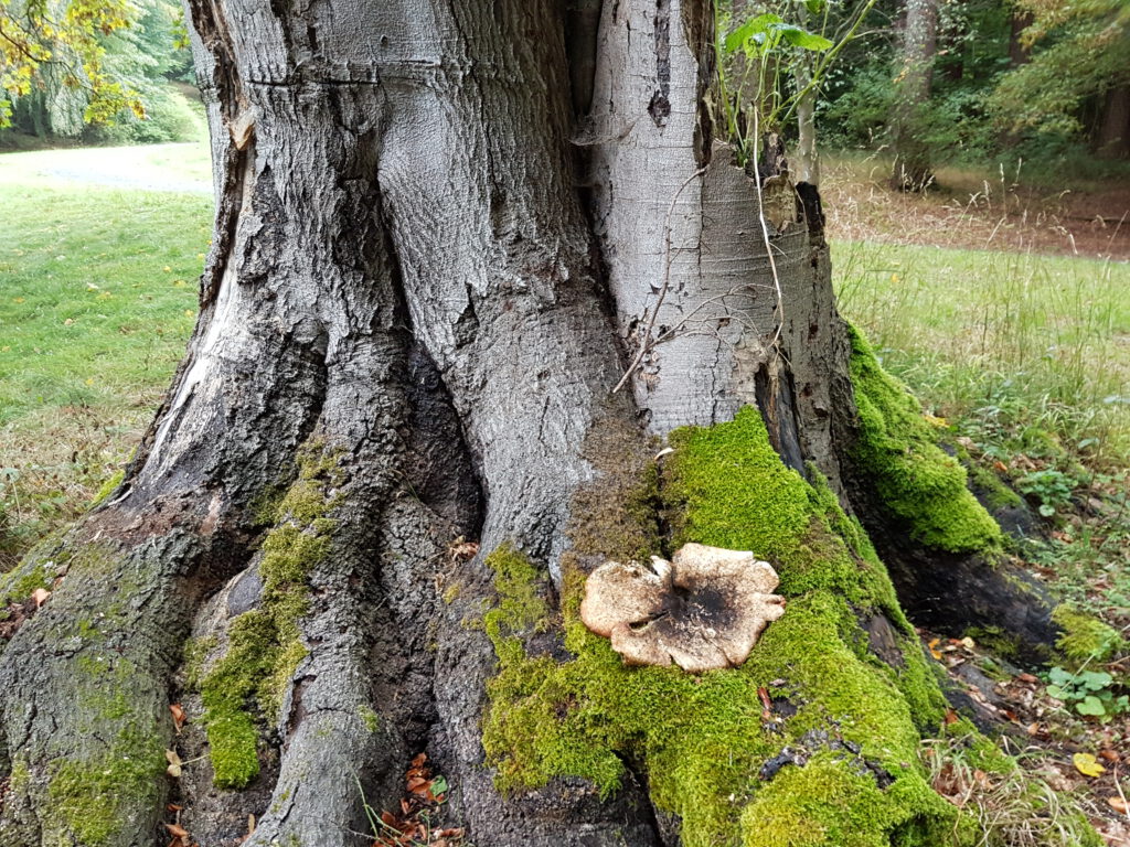 Baumpilz, Baum, Baumgutchten, Holzfäule