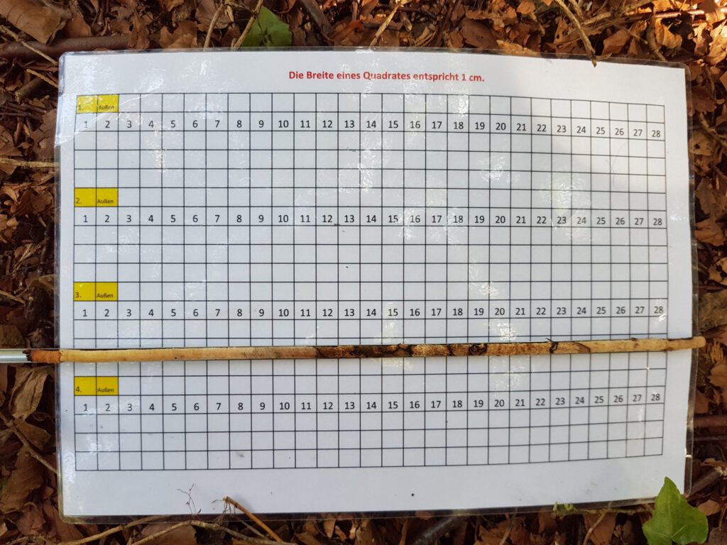 Bohrkern, Baumgutachten, Dendrochronologie